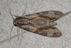 Schiffermuelleria tetractis - Windenschwärmer